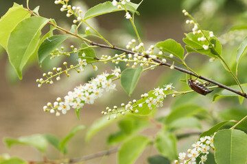 Brown maybug is crawling on a flowering twig of bird-cherry tree. Cockchafer, may beetle melolontha in spring day.