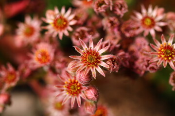 rojnik Palisander sempervivum