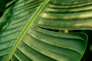Green palm leaf pattern texture abstract background tropical forest, concept of ecology and...