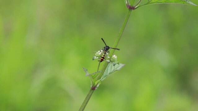 Polistes , Potter wasps,Mason wasps,Waps yellow jacket,Delta campaniforme, podynerus troglodytes,Delta esuriens, Eumenes aff. punctatus,Omicroides, Phimenes flavopictus
