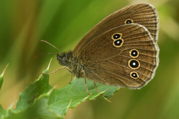 Obraz premium Closeup of the brown rignlet butterfly, Aphantopus hyperantus sitting in the vegation