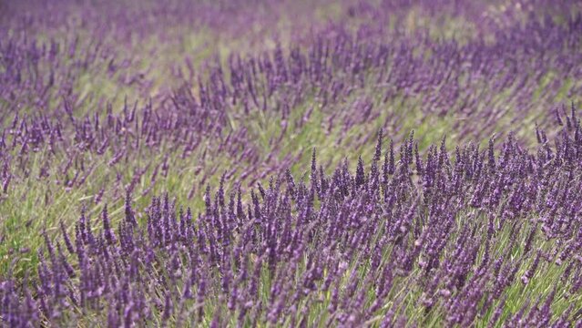 Lavender flowers on field. Growing plant, purple blooms on meadow. Provence in France