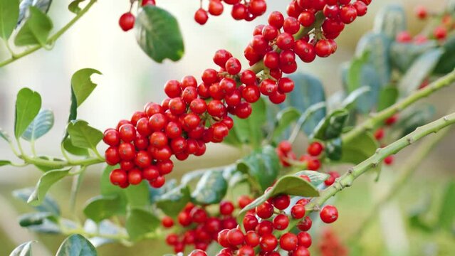 Seasonal red berries on a branch of an ornamental tree in the garden close-up