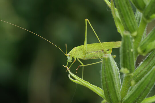 Closeup on a brilliant green Sickle-bearing Bush-Cricket, Phaneroptera falcata in the vegetation