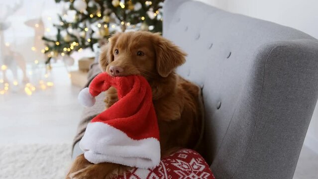 Toller retriever dog in Christmas time lying on sofa and holding Santa hat in his teeth in room with festive Xmas tree and lights on background. Purebred doggy pet on New Year holidays