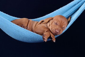 Cute little Hungarian Vizsla puppy sleeping in a hammock