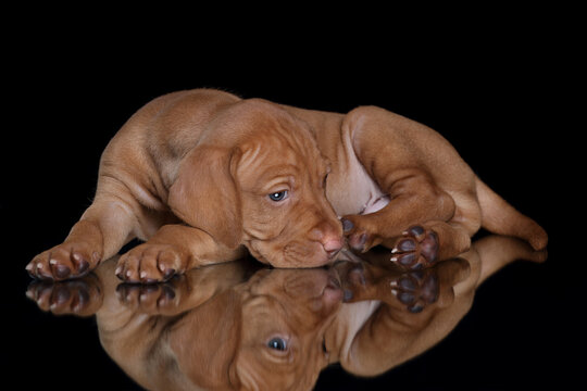 Cute Hungarian Vizsla puppy lying on a black background