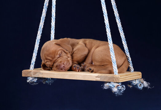 Cute little vizsla puppy sleeping on a wooden swing