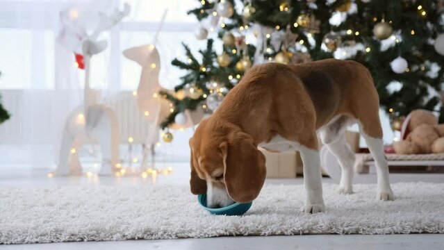 Beagle dog eating feed in Christmas time at decorated home with Xmas tree and lights. Purebred doggy pet enjoying food in New Year festive room