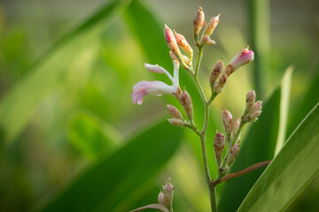 Agave nectar, ivy plant,ceratostylis plant