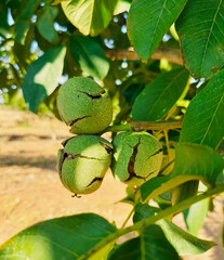 Green Cracked Walnuts on the tree branch close-up