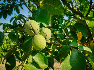Green Cracked Walnuts on the tree branch close-up