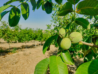 Green Cracked Walnuts on the tree branch close-up