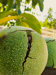 Green Cracked Walnuts on the tree branch close-up
