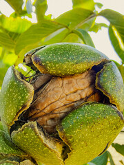 Green Cracked Walnuts on the tree branch close-up