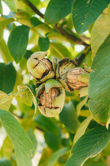 Green Cracked Walnuts on the tree branch close-up