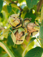 Green Cracked Walnuts on the tree branch close-up
