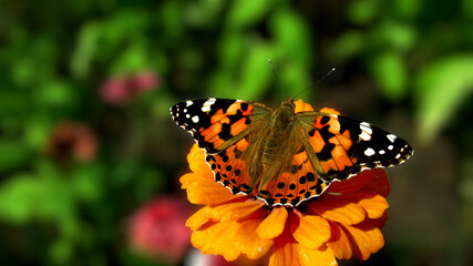 butterfly on flower