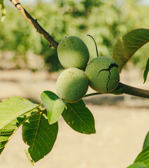 Green Cracked Walnuts on the tree branch close-up