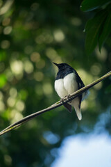 Barn swallow (Hirundo rustica) or swift, lovely black bird with brown face perching on bamboo pole over green blur background
