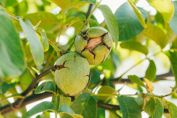 Green Cracked Walnuts on the tree branch close-up