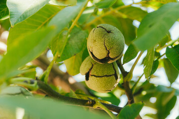 Green Cracked Walnuts on the tree branch close-up