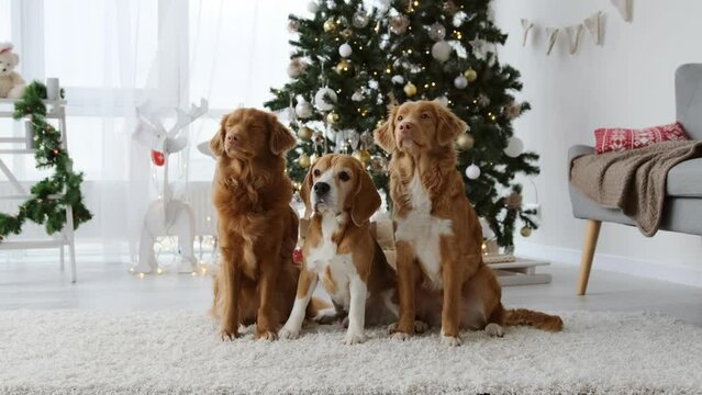 Two toller retrievers and beagle dog sitting together in Christmas time at home with Xmas tree and lights. Purebred doggy pets on New Year holidays in decorated room
