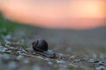 snail
