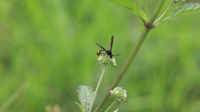 Polistes , Potter wasps,Mason wasps,Waps yellow jacket,Delta campaniforme, podynerus troglodytes,Delta esuriens, Eumenes aff. punctatus,Omicroides, Phimenes flavopictus
