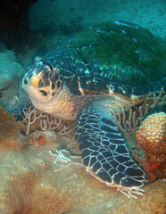 
beautiful sea turtle in its marine environment in the caribbean sea