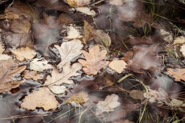 Autumn leaves floating on water