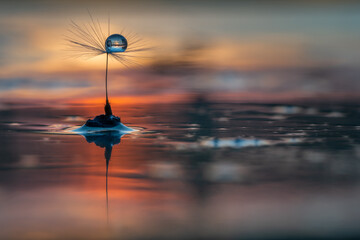 dandelion fluff seed