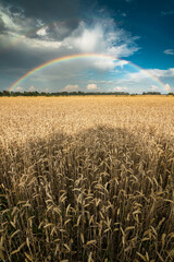 rainbow over crop field
