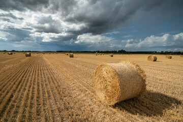 hay bales in a field