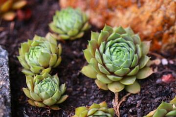 Obraz premium rojnik Sempervivum 'Kwabbenoot'