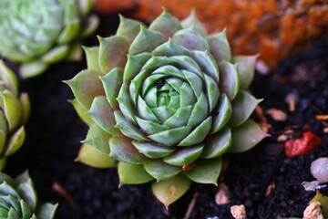 rojnik Sempervivum 'Kwabbenoot'