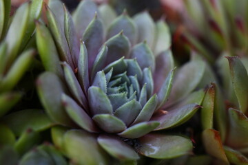 Fototapeta premium rojnik Sempervivum 'Kwabbenoot'