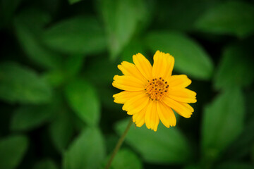Macro details of summer sulfur Cosmos flower.