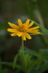 Macro details of summer sulfur Cosmos flower