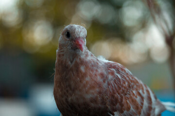 Pigeons are looking at the camera interestingly