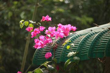 Pink Phalaenopsis or Moth dendrobium Orchid flover. Background Orchid