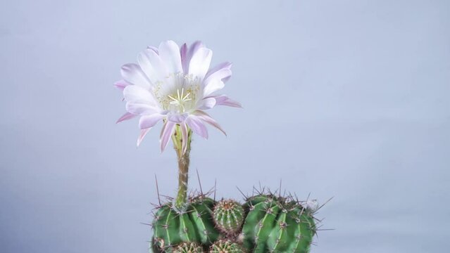 Cactus blossom time-lapse photography
