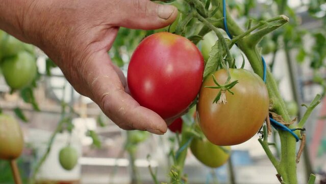 Person hand plucks ripe tomato from bush in garden. Faceless farmer, gardener gathering harvest of red vegetables. Vegan, vegetarian healthy organic food grown on farmland or in greenhouse