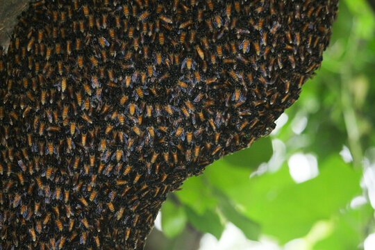 Portrait picture of bee hive