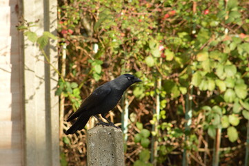 Crow perched on post.