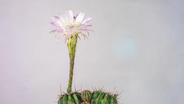 Cactus blossom time-lapse photography