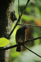 The black bird is sitting on a branch of a tree and looking at the camera