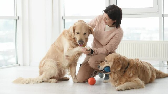 Girl petting golden retriever dogs on floor and playing with them with toys at home. Young woman with purebred pet doggies in light room