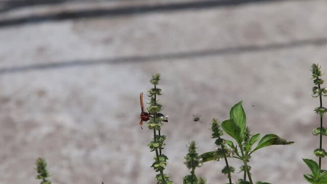 Polistes , Potter wasps,Mason wasps,Waps yellow jacket,Delta campaniforme, podynerus troglodytes,Delta esuriens, Eumenes aff. punctatus,Omicroides, Phimenes flavopictus
