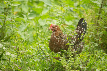 The chicken walking in the green grass